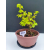 Żywe Drzewko Bonsai Lipa Drobnolistna Tilia Cordata 32cm 11-letnia 009