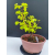 Żywe Drzewko Bonsai Lipa Drobnolistna Tilia Cordata 32cm 11-letnia 009