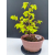 Żywe Drzewko Bonsai Lipa Drobnolistna Tilia Cordata 32cm 11-letnia 009