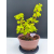 Żywe Drzewko Bonsai Lipa Drobnolistna Tilia Cordata 32cm 11-letnia 009
