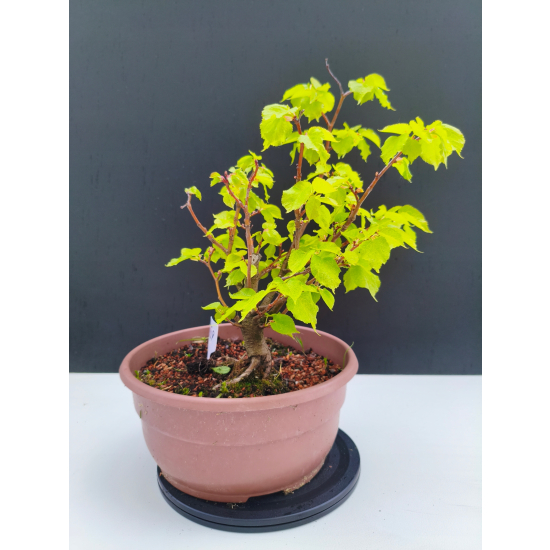 Żywe Drzewko Bonsai Lipa Drobnolistna Tilia Cordata 32cm 11-letnia 009
