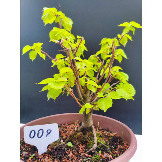 Żywe Drzewko Bonsai Lipa Drobnolistna Tilia Cordata 32cm 11-letnia 009