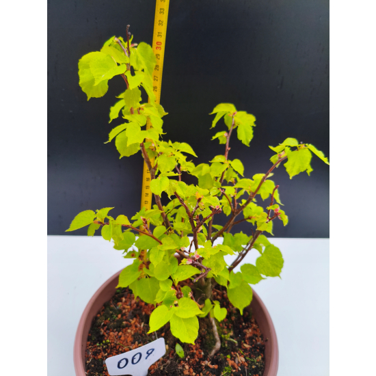 Żywe Drzewko Bonsai Lipa Drobnolistna Tilia Cordata 32cm 11-letnia 009