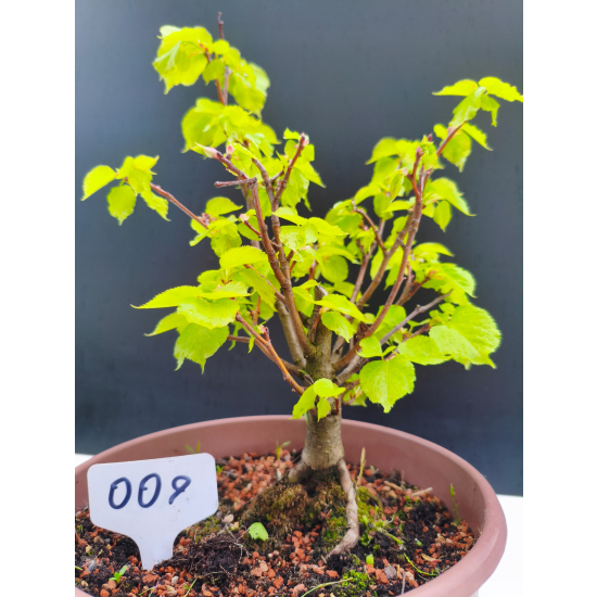 Żywe Drzewko Bonsai Lipa Drobnolistna Tilia Cordata 32cm 11-letnia 009