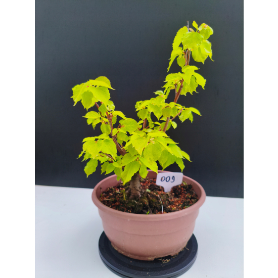 Żywe Drzewko Bonsai Lipa Drobnolistna Tilia Cordata 32cm 11-letnia 009