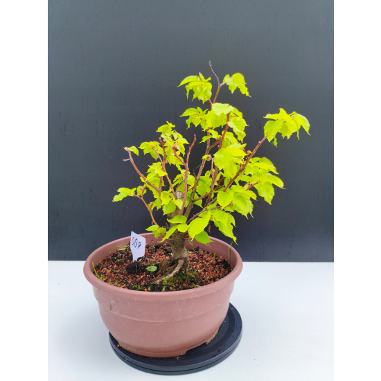 Żywe Drzewko Bonsai Lipa Drobnolistna Tilia Cordata 32cm 11-letnia 009