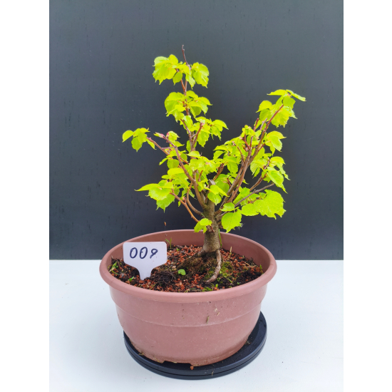 Żywe Drzewko Bonsai Lipa Drobnolistna Tilia Cordata 32cm 11-letnia 009
