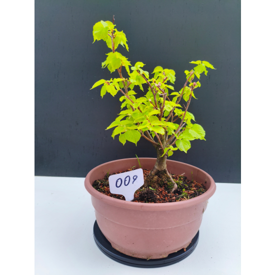 Żywe Drzewko Bonsai Lipa Drobnolistna Tilia Cordata 32cm 11-letnia 009