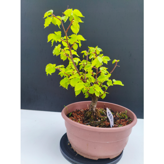 Żywe Drzewko Bonsai Lipa Drobnolistna Tilia Cordata 32cm 11-letnia 009