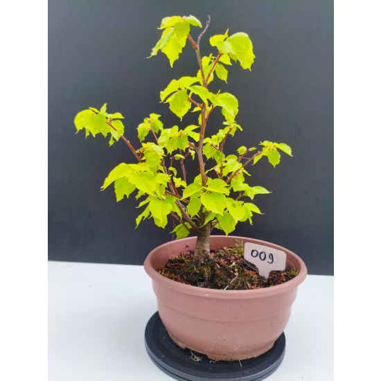 Żywe Drzewko Bonsai Lipa Drobnolistna Tilia Cordata 32cm 11-letnia 009