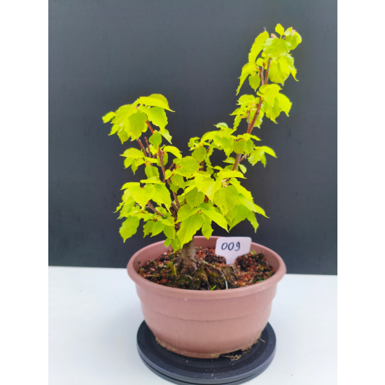 Żywe Drzewko Bonsai Lipa Drobnolistna Tilia Cordata 32cm 11-letnia 009