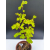 Żywe Drzewko Bonsai Lipa Drobnolistna Tilia Cordata 62cm 11-letnia 008