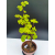 Żywe Drzewko Bonsai Lipa Drobnolistna Tilia Cordata 62cm 11-letnia 008
