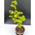 Żywe Drzewko Bonsai Lipa Drobnolistna Tilia Cordata 62cm 11-letnia 008