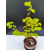 Żywe Drzewko Bonsai Lipa Drobnolistna Tilia Cordata 62cm 11-letnia 008