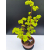 Żywe Drzewko Bonsai Lipa Drobnolistna Tilia Cordata 62cm 11-letnia 008