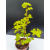 Żywe Drzewko Bonsai Lipa Drobnolistna Tilia Cordata 62cm 11-letnia 008