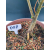 Żywe Drzewko Bonsai Lipa Drobnolistna Tilia Cordata 62cm 11-letnia 008
