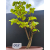 Żywe Drzewko Bonsai Lipa Drobnolistna Tilia Cordata 62cm 11-letnia 008