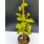 Żywe Drzewko Bonsai Lipa Drobnolistna Tilia Cordata 62cm 11-letnia 008