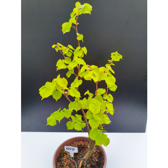 Żywe Drzewko Bonsai Lipa Drobnolistna Tilia Cordata 62cm 11-letnia 008