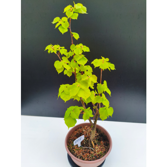 Żywe Drzewko Bonsai Lipa Drobnolistna Tilia Cordata 62cm 11-letnia 008