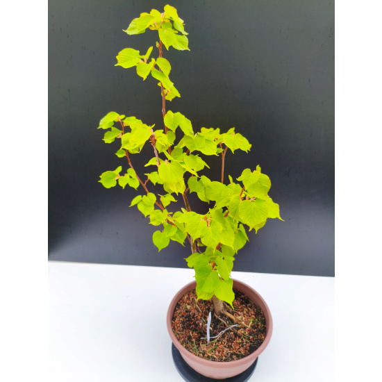 Żywe Drzewko Bonsai Lipa Drobnolistna Tilia Cordata 62cm 11-letnia 008