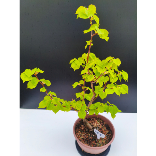 Żywe Drzewko Bonsai Lipa Drobnolistna Tilia Cordata 62cm 11-letnia 008