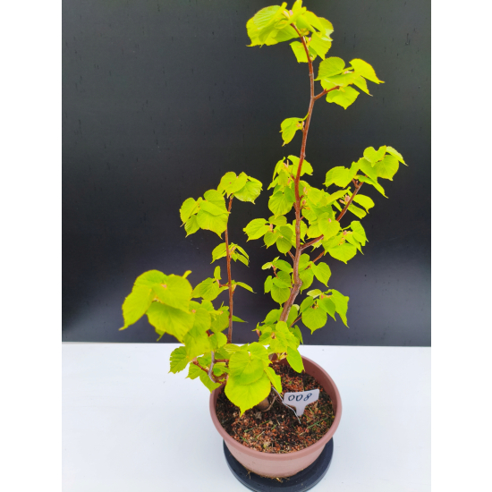 Żywe Drzewko Bonsai Lipa Drobnolistna Tilia Cordata 62cm 11-letnia 008