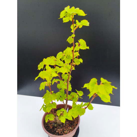 Żywe Drzewko Bonsai Lipa Drobnolistna Tilia Cordata 62cm 11-letnia 008