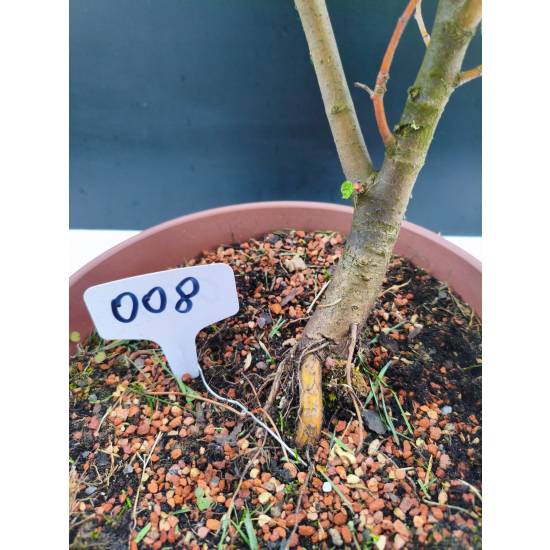 Żywe Drzewko Bonsai Lipa Drobnolistna Tilia Cordata 62cm 11-letnia 008