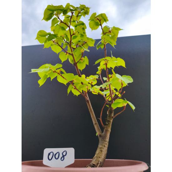 Żywe Drzewko Bonsai Lipa Drobnolistna Tilia Cordata 62cm 11-letnia 008