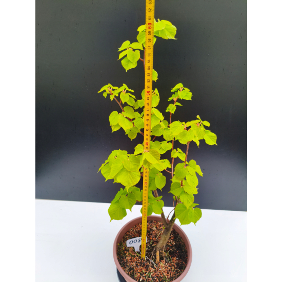 Żywe Drzewko Bonsai Lipa Drobnolistna Tilia Cordata 62cm 11-letnia 008