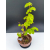 Żywe Drzewko Bonsai Lipa Drobnolistna Tilia Cordata 53cm 11-letnia 007