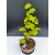 Żywe Drzewko Bonsai Lipa Drobnolistna Tilia Cordata 53cm 11-letnia 007