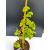 Żywe Drzewko Bonsai Lipa Drobnolistna Tilia Cordata 53cm 11-letnia 007