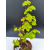 Żywe Drzewko Bonsai Lipa Drobnolistna Tilia Cordata 53cm 11-letnia 007