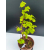 Żywe Drzewko Bonsai Lipa Drobnolistna Tilia Cordata 53cm 11-letnia 007