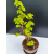 Żywe Drzewko Bonsai Lipa Drobnolistna Tilia Cordata 53cm 11-letnia 007