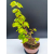 Żywe Drzewko Bonsai Lipa Drobnolistna Tilia Cordata 53cm 11-letnia 007