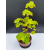 Żywe Drzewko Bonsai Lipa Drobnolistna Tilia Cordata 53cm 11-letnia 007
