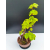 Żywe Drzewko Bonsai Lipa Drobnolistna Tilia Cordata 53cm 11-letnia 007
