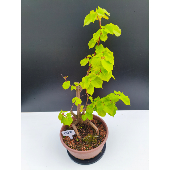 Żywe Drzewko Bonsai Lipa Drobnolistna Tilia Cordata 53cm 11-letnia 007