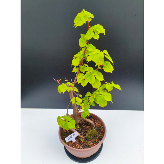 Żywe Drzewko Bonsai Lipa Drobnolistna Tilia Cordata 53cm 11-letnia 007