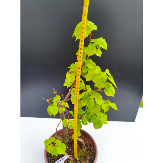 Żywe Drzewko Bonsai Lipa Drobnolistna Tilia Cordata 53cm 11-letnia 007