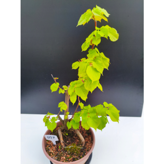 Żywe Drzewko Bonsai Lipa Drobnolistna Tilia Cordata 53cm 11-letnia 007
