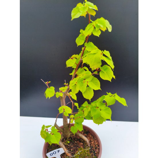Żywe Drzewko Bonsai Lipa Drobnolistna Tilia Cordata 53cm 11-letnia 007