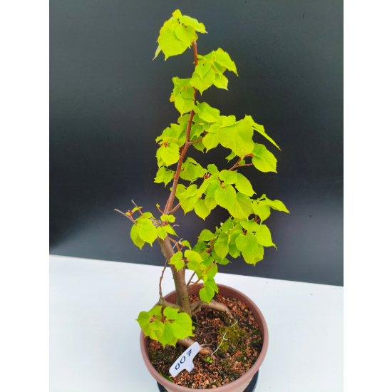 Żywe Drzewko Bonsai Lipa Drobnolistna Tilia Cordata 53cm 11-letnia 007
