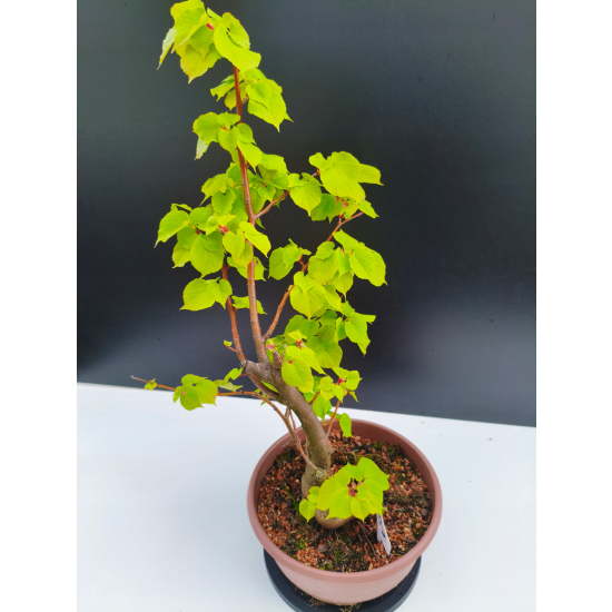 Żywe Drzewko Bonsai Lipa Drobnolistna Tilia Cordata 53cm 11-letnia 007
