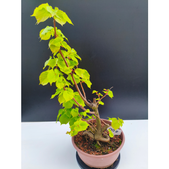 Żywe Drzewko Bonsai Lipa Drobnolistna Tilia Cordata 53cm 11-letnia 007